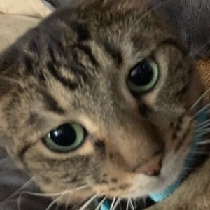 Meet your Posher, Abby